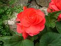 Begonia tuberous_2 